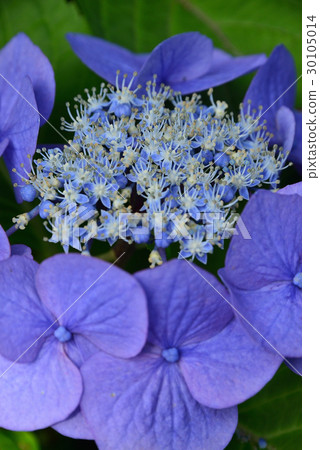 Shoot in blue up purple hydrangea 30105014