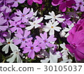 Moss phlox  30105037