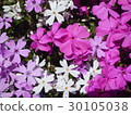 Moss phlox  30105038