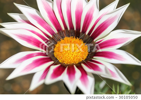 Gazania 30105050