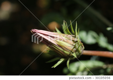 Gazania Gazania 30105056