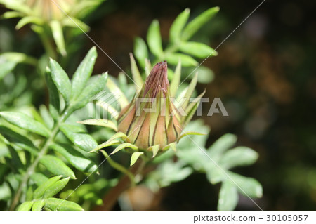 勳章菊屬 30105057