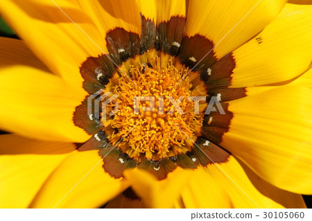Gazania 30105060