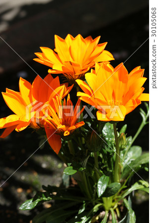 Gazania 30105068