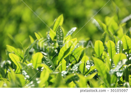 Tea field Tea field 30105097