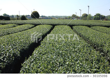 Tea field Tea field 30105098