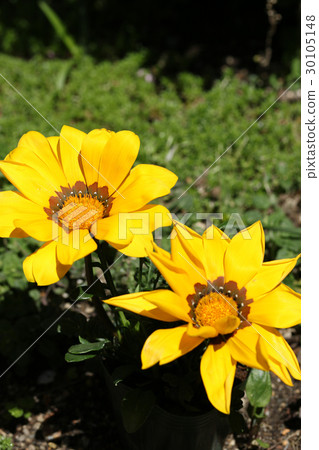 勳章菊屬 勳章菊屬 30105148