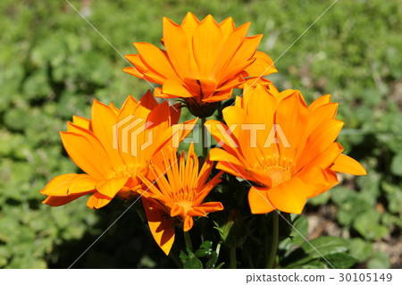 勳章菊屬 30105149