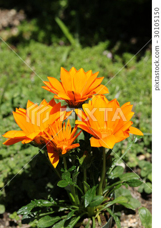 勳章菊屬 30105150