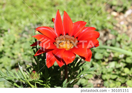 勳章菊屬 30105151