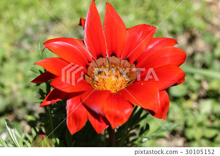 勳章菊屬 30105152