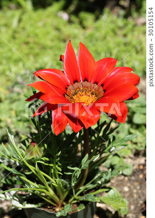 Gazania Gazania 30105154
