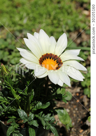 勳章菊屬 30105160