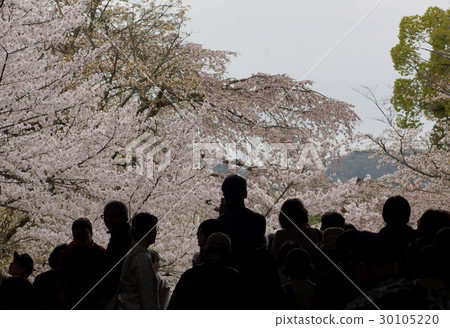 Daigoji寺櫻花 30105220
