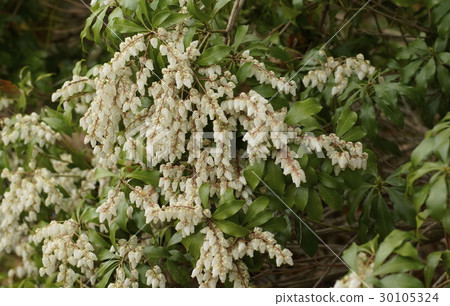 Asebian樹花 30105324