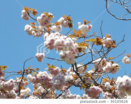 Yae cherry blossoms are late blooming cherry blossoms 30105626