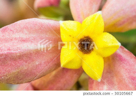 single yellow Mussaenda Queen Sirikit flower single yellow Mussaenda Queen Sirikit flower 30105667