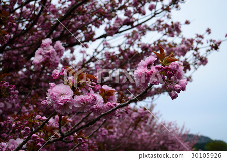 雙櫻花 30105926