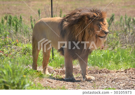 Male lion at the zoo 30105973