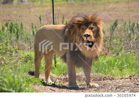 在動物園的公獅子 在動物園的公獅子 30105974