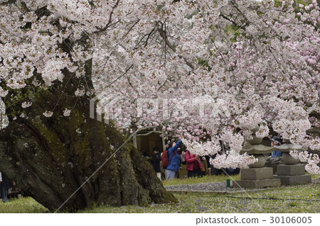 年齡Sakuragi肥胖樹 年齡Sakuragi肥胖樹 30106005