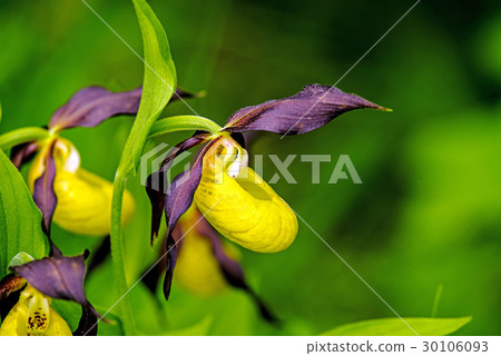 lady slipper orchid, wildflower in Germany 30106093