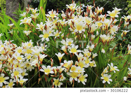 Swansen Iris海鷗 Swansen Iris海鷗 30106222
