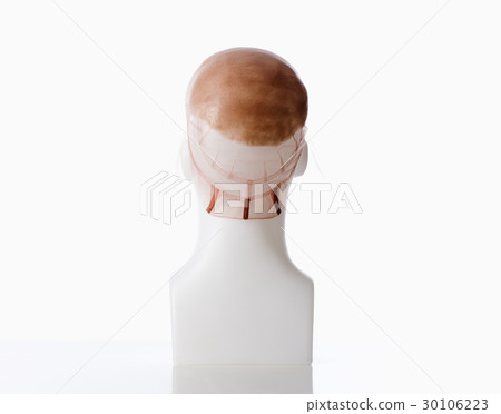 Mannequin Male Head with Bald Wig 30106223