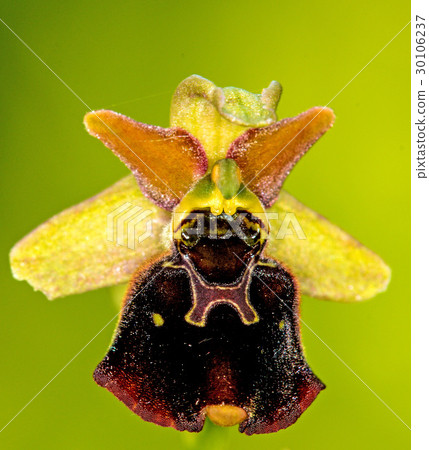 late spider-orchid late spider-orchid 30106237