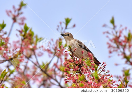 [野鳥]女 30106260