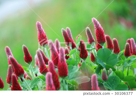 Crimson Clover Crimson Clover 30106377