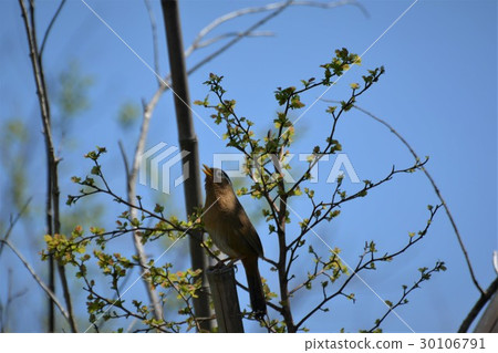 Caterpillar 30106791