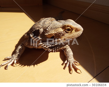 Profile Hwang 30106834