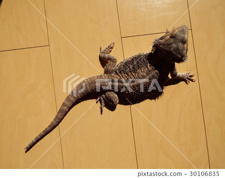 Hutoago whole body 30106835