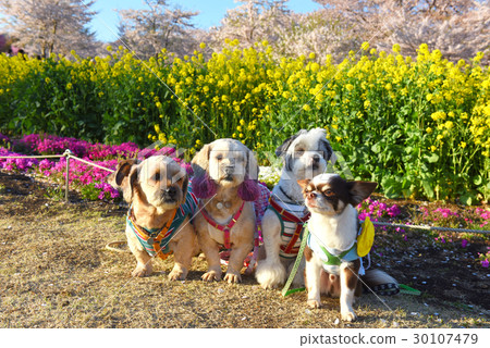 Puppies, cherry blossoms, rape flowers and mushrooms 30107479