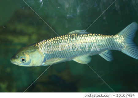 草魚 30107484
