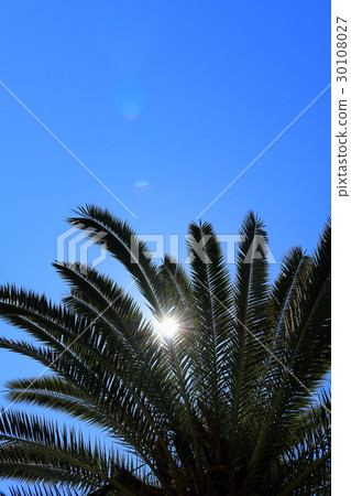 棕櫚葉和陽光 30108027