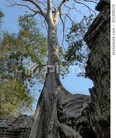 Big Banyan Tree Growing Over Ta Prohm Temple Big Banyan Tree Growing Over Ta Prohm Temple 30108029