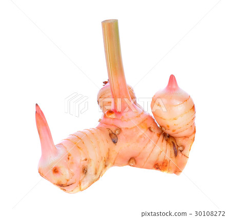 Greater galangal isolated on the white background 30108272