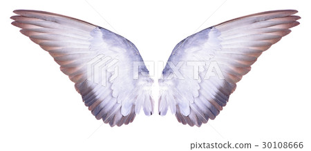 wings of birds on white bacground wings of birds on white bacground 30108666
