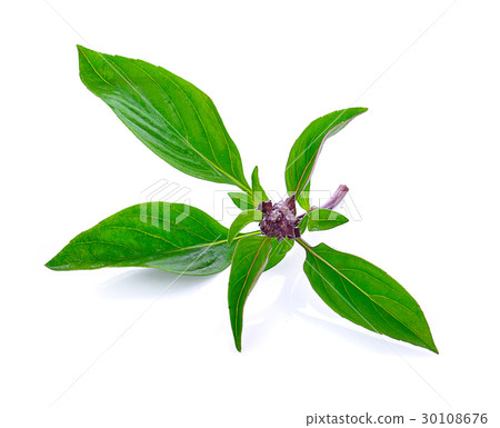 圖庫照片: basil leaves isolated on white background