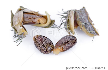 Castor seeds on a white background 30108741