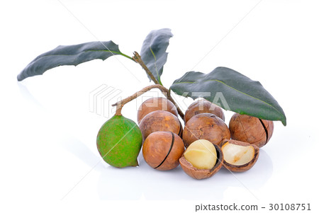 macadamia nut on a white background 30108751