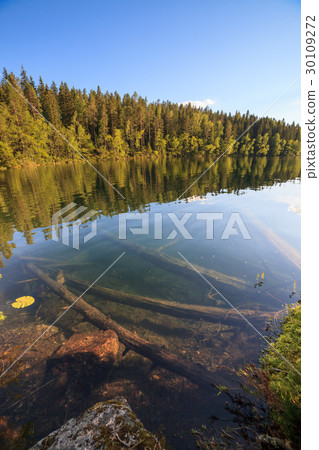 Forest lake in Finland 30109272