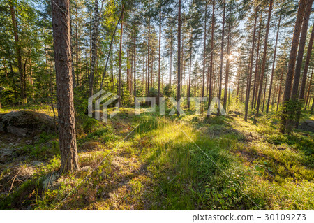 Forest in Finlad at summer day 30109273