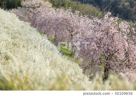 Spring's Kuragaike Park 30109656
