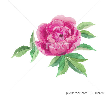 Peony powder peony Peony powder peony 30109786