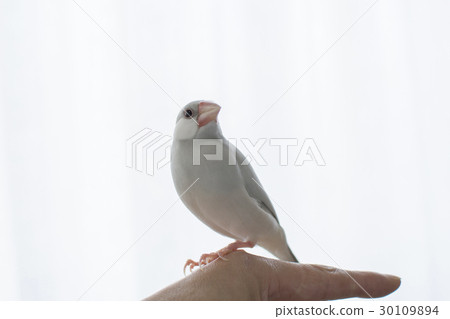 粉彩銀石鳥 30109894