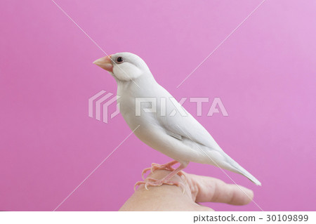 粉彩銀石鳥 粉彩銀石鳥 30109899