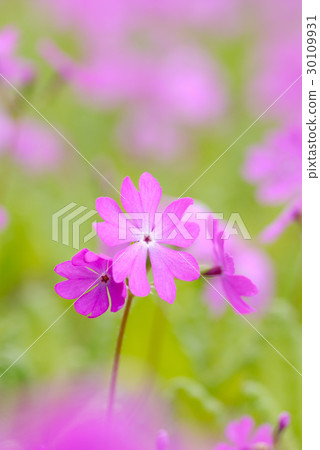 報春花 報春花 30109931